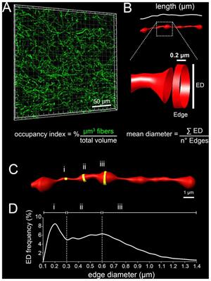 Development of Serotonergic Fibers in the Post-Natal Mouse Brain